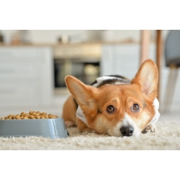 Pies nie chce jeść suchej karmy – jakie mogą być powody?