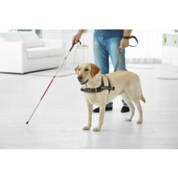 Jaki cechy powinien mieć pies przewodnik i na czym polega jego praca asystenta?