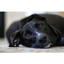 Jak udzielić psu pierwszej pomocy? Koniecznie przeczytaj!