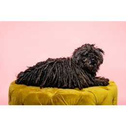 Puli owczarek węgierski - encyklopedia ras psów