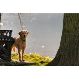 Pies skacze na ludzi i psy? Podpowiadamy jak oduczyć psa skakania na innych!