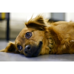 Adopcja psa - na co zwrócić uwagę?