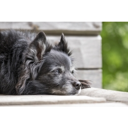 Śmierć psa – jak sobie z nią poradzić i co zrobić z ciałem zwierzęcia?