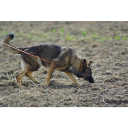 Jakie wymagania ma pies tropiący?