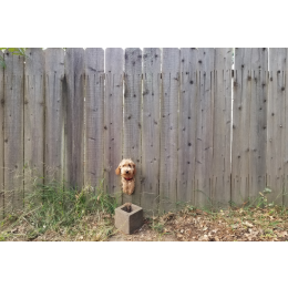 Dlaczego pies ucieka i jak temu zaradzić? Odpowiadamy!