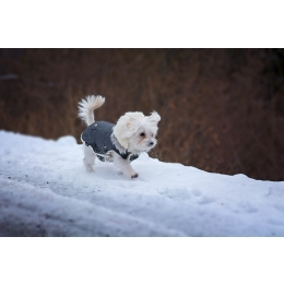 Zimowe spacery z psem - o czym pamiętać?