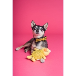 Co oznacza żółta wstążka u psa?