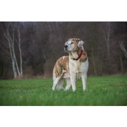 Dysplazja stawów biodrowych u zwierząt. Przyczyny, profilaktyka i leczenie
