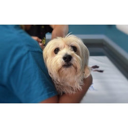 Katar i kaszel u psa, czyli czy pies może się przeziębić?