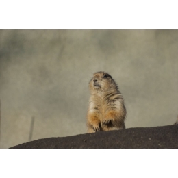 Piesek preriowy (nieświszczuk) – najważniejsze informacje o gatunku