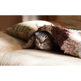 Wymioty u kota - jak leczyć i zapobiegać?