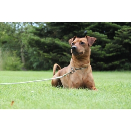 Pinczer średni – charakterystyka, zdrowie, potrzeby (Encyklopedia psów)