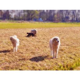 Pirenejski pies górski - najważniejsze informacje o rasie
