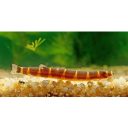 Piskorek Kuhla (cierniooczek Kuhla) - opis gatunku