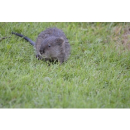 Piżmak – czy to jest szczur wodny? Najważniejsze informacje o gatunku