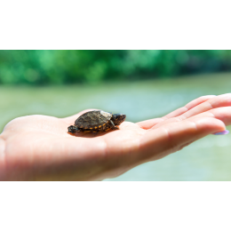 Jak rozpoznać płeć żółwia wodno-lądowego?