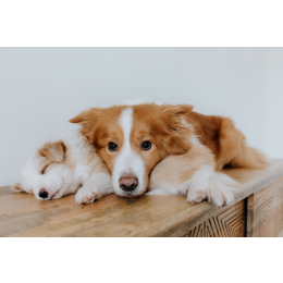 Płochacz holenderski (Kooikerhondje) – Encyklopedia psów