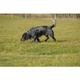 Płochacz niemiecki (Wachtelhund) - Encyklopedia ras psów