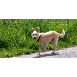 Podengo portugalski - encyklopedia ras psów