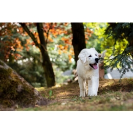 Owczarek podhalański (Podhalan) – Encyklopedia psów