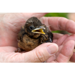 Podloty ptaków - czy powinniśmy im pomagać?