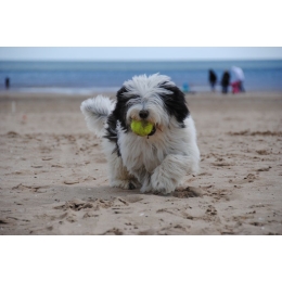 Polski owczarek nizinny – najważniejsze informacje o rasie