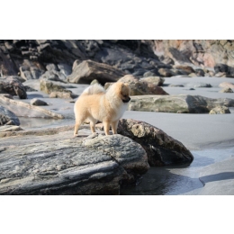 Choroby, które najczęściej trapią psy Pomeranian. Zapobieganie i pielęgnacja