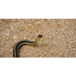 Wąż pończosznik - najważniejsze informacje