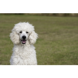 Pudel (poodle) - charakterystyka, pielęgnacja, zdrowie (Encyklopedia psów)