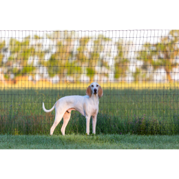 Porcelaine (gończy francuski) – Encyklopedia psów