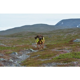 Posokowiec – co to za pies? Jak powinno wyglądać jego szkolenie?