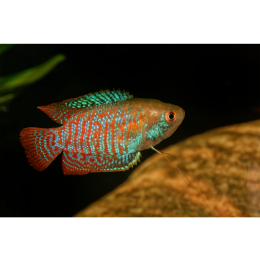 Prętnik (Trichogaster lalius) - najważniejsze informacje o rodzajach tych ryb