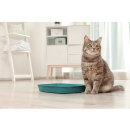 Ratunku! Mój kot sika na łóżko! Co robić?