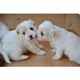 Czy warto wysłać szczeniaka do przedszkola dla psów?