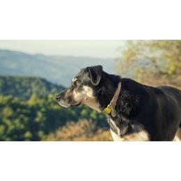 Przepuklina u psa dorosłego i szczeniaka