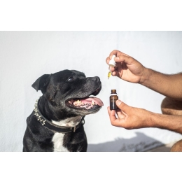 Jak rozpoznać przeziębienie u psa? Profilaktyka zdrowotna