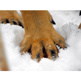 Wilczy pazur – co to takiego? U jaki ras występuje? Co z nim robić?