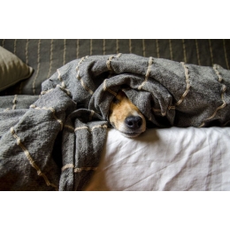 Psie pasożyty niebezpieczne dla ludzi. Przeczytaj, czym możesz zarazić się od psa