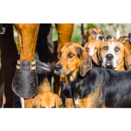 Grupa VI psów w FCI: Psy gończe i rasy pokrewne