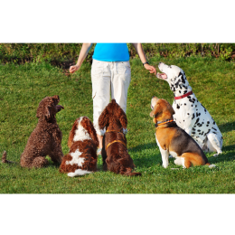 Rasy hybrydowe psów - niebezpieczna moda?