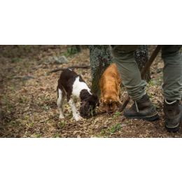 Jaki jest pies na trufle? Rasy i szkolenie
