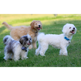 Grupa IX FCI: Psy ozdobne i do towarzystwa