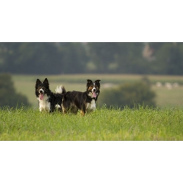 Poznaj psy pasterskie – ich pochodzenie i najpopularniejsze rasy