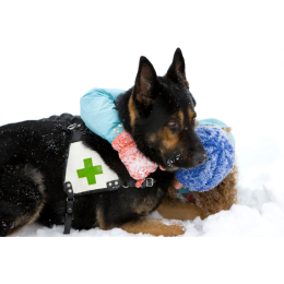 Jak pracują psy ratownicze? Poznaj podział i rekomendowane rasy