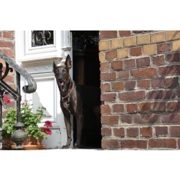 TOP 5 najpopularniejszych ras psów stróżujących. Czy pies stróżujący jest dla Ciebie?