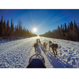 Czym charakteryzują się psy zaprzęgowe i jakie mają potrzeby?