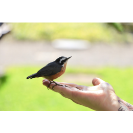 Jakie ptaki śpiewają nad ranem, a jakie w nocy? Poznaj śpiewające ptaki w Polsce