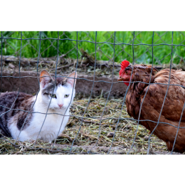 Ptasia grypa u kotów (wirus H5N1)