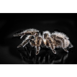 Ptasznik – hodowla pająka domowego