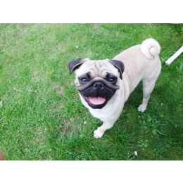 Na czym polega zbilansowana dieta psa? Co warto wiedzieć o karmieniu czworonoga?